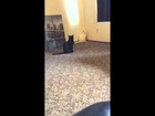 Insane cats! - Vlog 3