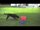 Dog Loves Automatic Ball Throwing Machine