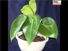 House Plant Heartleaf Philodendron | Picture Set Of Beautiful Plants For Your Office Home Or Garden