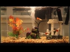 Tropical fish tank with red tailed guppy fish (Shot in 1080p)Tropical fish tank with red tailed gupp