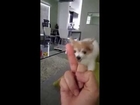 Dog Hates Being Flipped Off