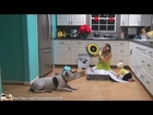 iRobot  #Roomba 880 Unboxing and Demonstration by #SharkCat and Baby | TexasGirly1979