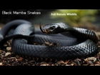 {Full Nature Wildlife Documentary} Black Mamba Snakes