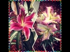 FLOWER-#flower #blossom #nature #plant #beautiful #color #pretty #garden #petal #flowers ##nature_
