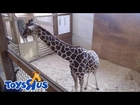Animal Adventure Park Giraffe Cam Live