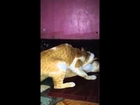 funny cat sex scandal in philippines :)