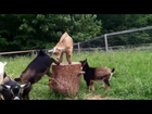 Goat Babies Play King of the Stump at Sunflower Farm