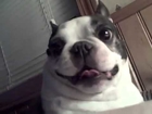 Funny Boston Terrier dog likes his belly tickled! Funny face Dog Videos ORIGINAL