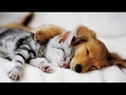 Top 10 Cats and Dogs best friends
