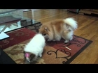 Pomeranians - Gabby, Bandit, & baby Lucy