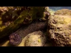 Cleaning a Black Spotted Moray Eel