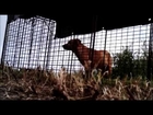 Video of a dog capture in Manor, Texas 10/12/14 by Pack Team 4 - Street Dog Rescues