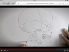 Skull Drawing 2 minutes anatomically correct