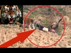 Terrifying Footage:  Three Tigers Maul A Man To Death At a Chinese Zoo