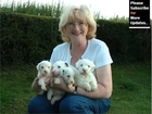 Puppy Terrier - Cute And Lovely Dog Pics Collection | Sealyham Terrier Puppy Romance