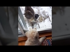 MyNews: Dog comes face-to-face with bobcat in Ontario