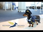Crusoe Dachshund: Commercial Airline Pilot for 