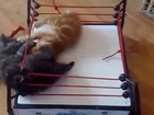 WWE cat wrestling ✔