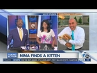Kitten crashes TV reporter Nima Shaffe's live shot