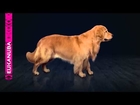 Dog rescue videos Reduce Shedding by up to 80%   Eukanuba   Health & Nutrition