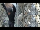 Terrifying footage captures the moment an engineer falls through glass ceiling and plummets 40 feet