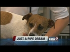 Dog rescued from pipe has interesting history