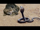 Cat vs King Cobra Snake Attack-Most Amazing Wild Animal Attack