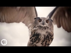 See What Makes Owls So Quiet and So Deadly | Deep Look