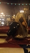 bull ride gone wrong sexy girl smashes her head