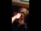 Yorkshire terrier doing tricks