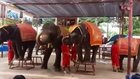Dancing elephant show
