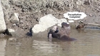 Crabs Look On as River Otter Catches and Decapitates Fish