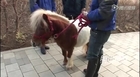 Man buys mini-horse as pet for ¥200,000