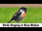 Birds Singing and Chirping in Slow Motion with Slowed Down Bird Song