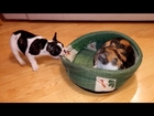 French bulldog puppy vs. cat