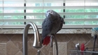 Cheeky Parrot Gets Very Chatty