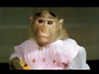 Monkeys Get Married - Comedy Scene - Ahankaar - Mithun Chakraborty