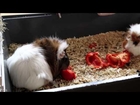 [ASMR HD] Guinea pigs crunching a red bell pepper ᶘ ᵒᴥᵒᶅ