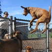 21 Dogs Defying Gravity