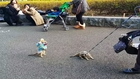 Meerkats Cosplay + Streetfight in Yoyogi Park