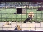 Big Cats playing around with each other