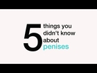 5 things you didn't know about penises
