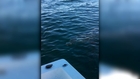 Great White Shark Attacks Our Boat