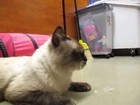 Video of adoptable pet named Tickles