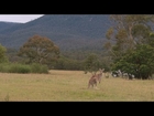 Kangaroo detection system for cars tested