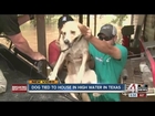 Dog tied to house in high water rescued from Texas flooding