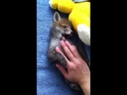 Baby fox loves belly rub