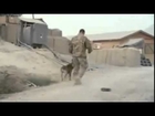 Dogs On the Frontline in Afghanistan