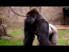 New Silverback Gorilla Harambe 1st Time Out - Cincinnati Zoo