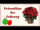 Holiday Christmas Poinsettia Plants for Delivery